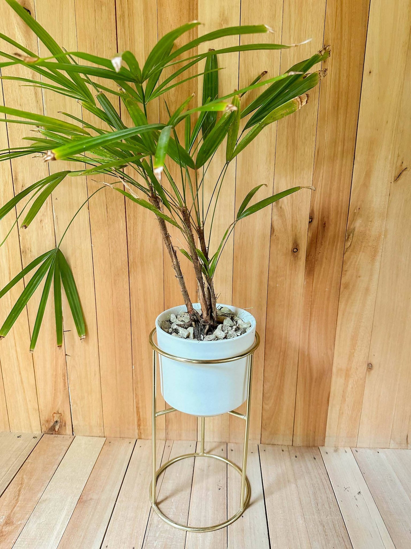 Porta Macetas Dorado - para Decoración o Set de Filmación