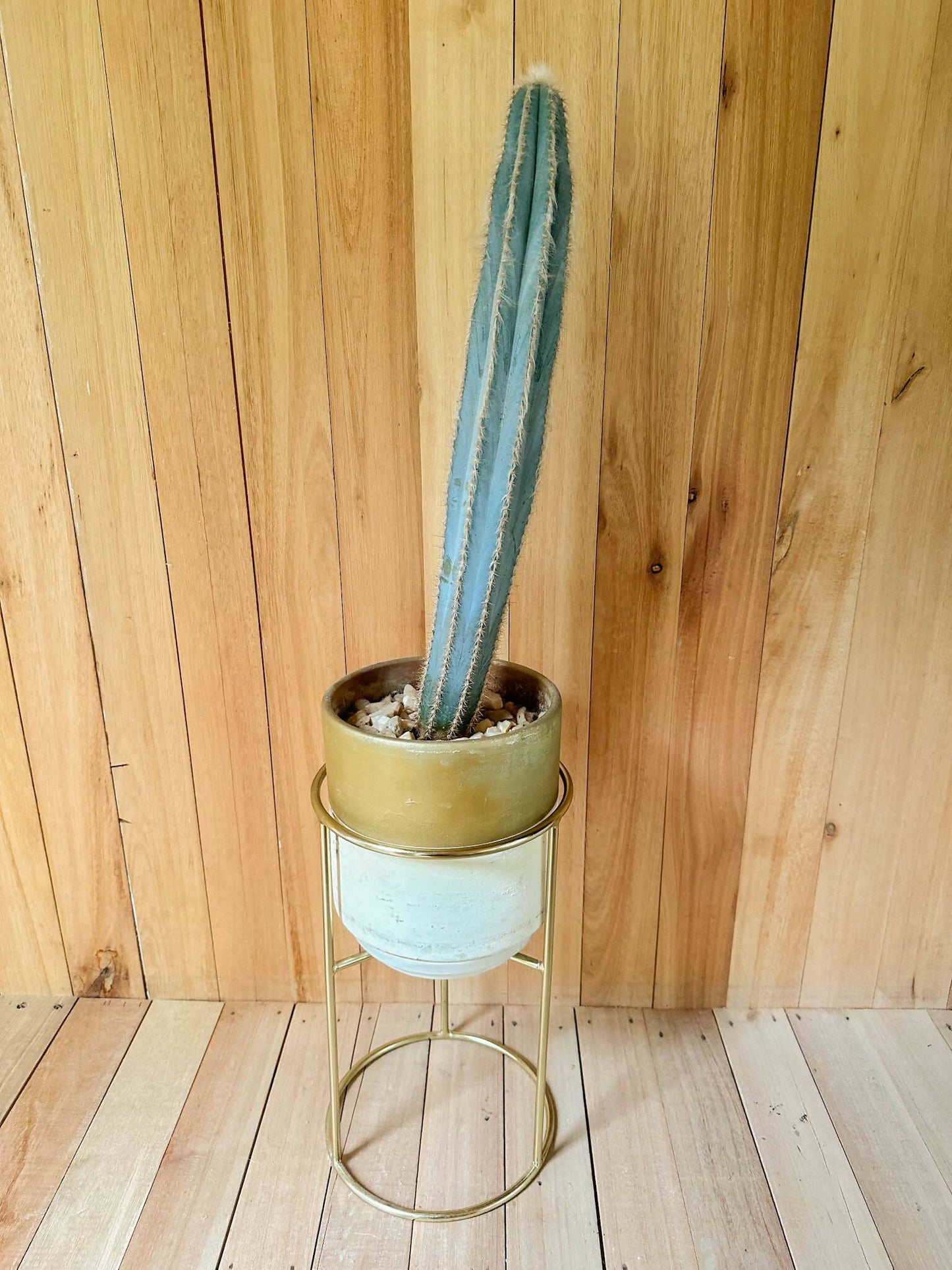 Porta Macetas Dorado - para Decoración o Set de Filmación